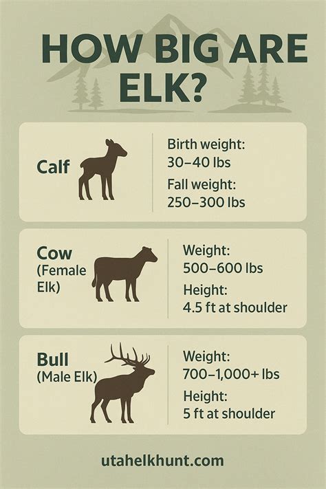 Bull Elk Age Chart
