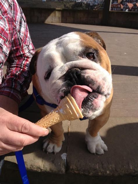 Bulldog Ice Cream: A Sweet Delight You Cant Miss