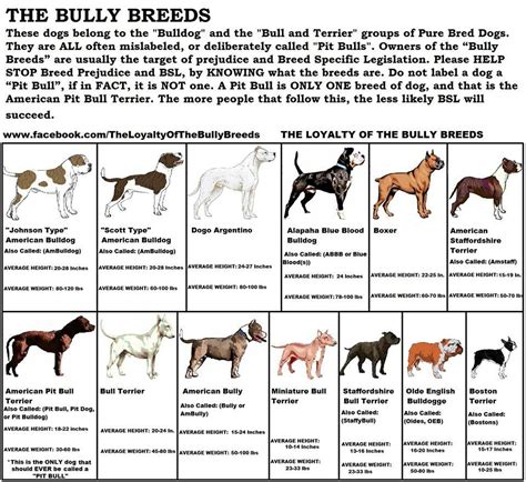 Bully Breeds Chart