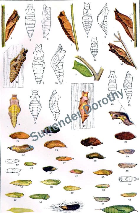 Butterfly Cocoon Identification Chart