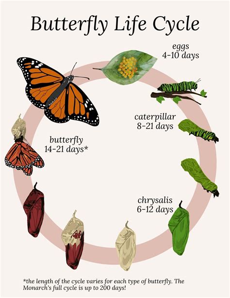 Butterfly Life Cycle Chart