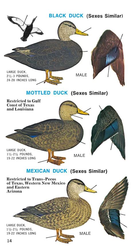 California Duck Identification Chart