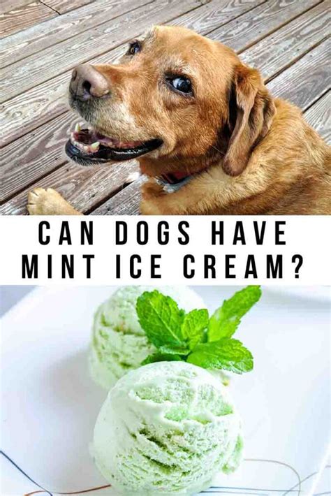 Can Dogs Have Mint Ice Cream?