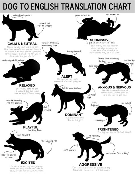 Canine Body Language Chart