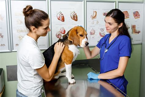 Career As A Veterinary