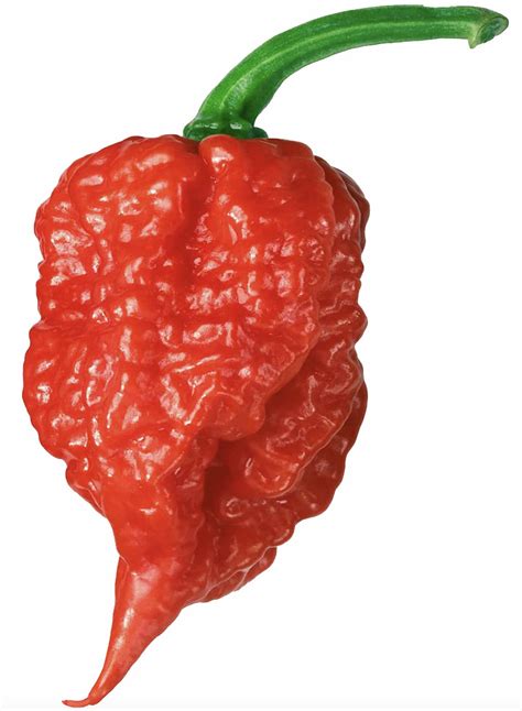 Carolina Reaper Chilli: A Journey of Pain and Ecstasy