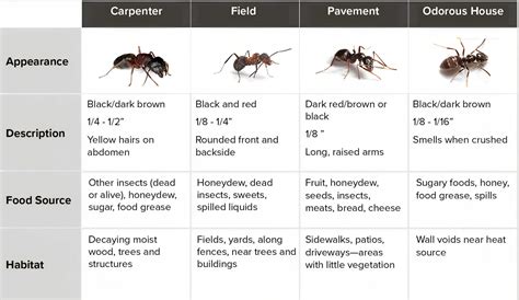 Carpenter Ant Identification Chart