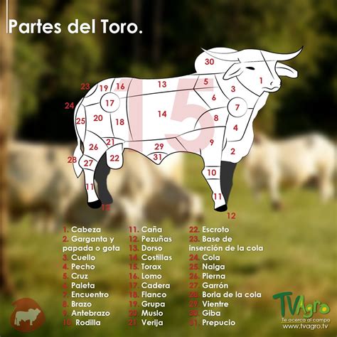 Catálogo De Partes Toro