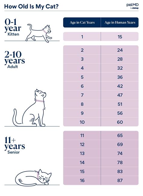 Cat Age Human Age Chart