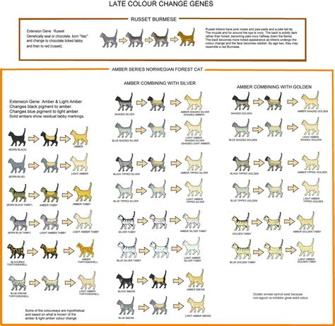 Cat Colour Genetics Chart