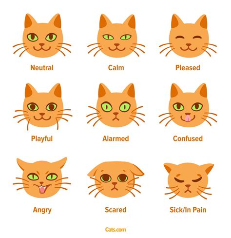 Cat Expressions Chart