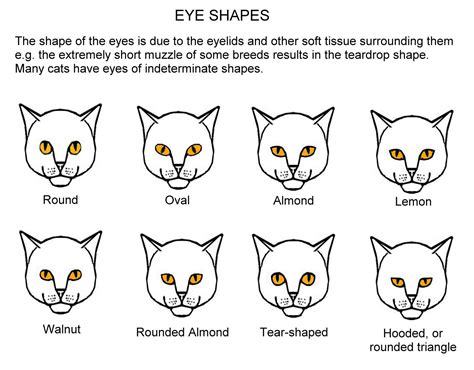 Cat Eye Meaning Chart