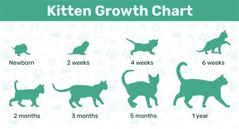 Cat Growth Chart By Month