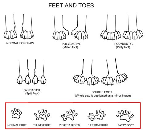 Cat Paw Size Chart