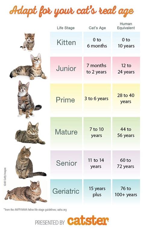 Cat Size Chart By Age
