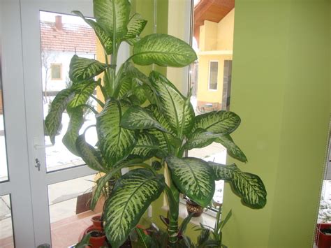 Catalog Denumire Flori De Camera