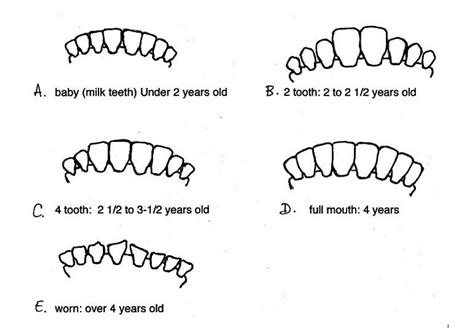 Cattle Teeth Age Chart