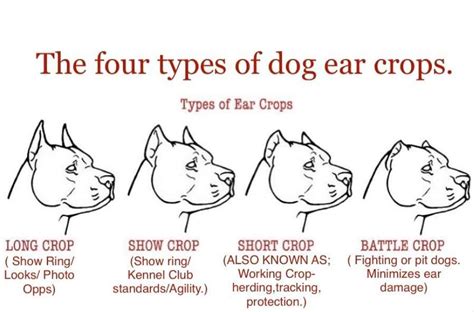 Chart Cane Corso Ear Crop Styles