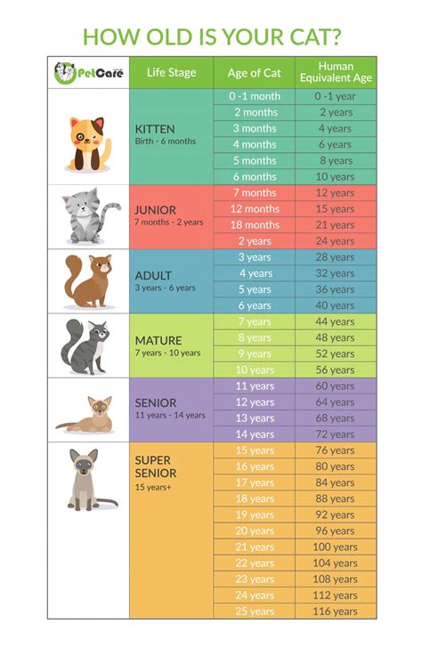 Chart For Cat Years