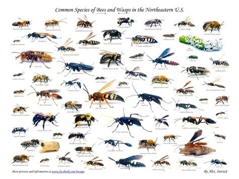 Chart Of Bees And Wasps