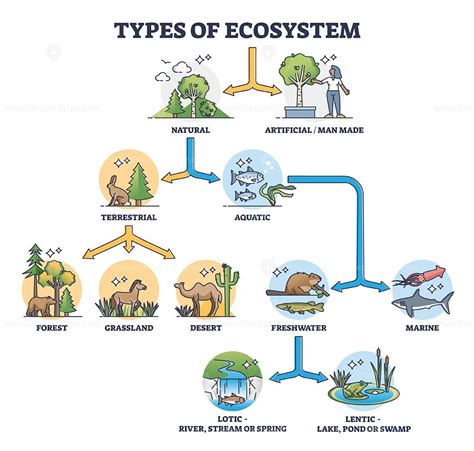 Chart Of Ecosystem