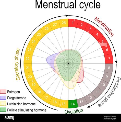 Chart Of Menstrual Cycle And Ovulation