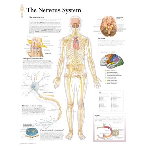 Chart Of The Nervous System