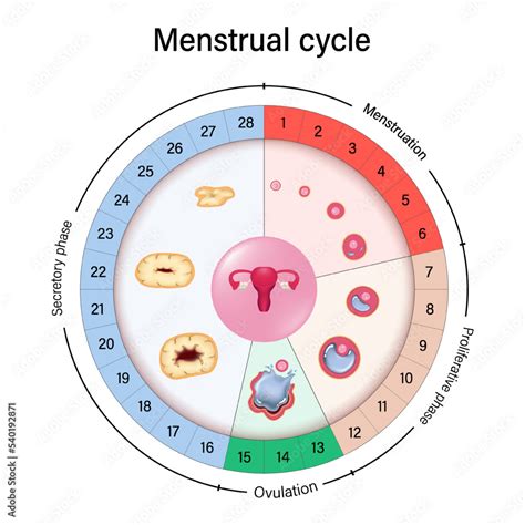 Chart Of Womens Menstrual Cycle