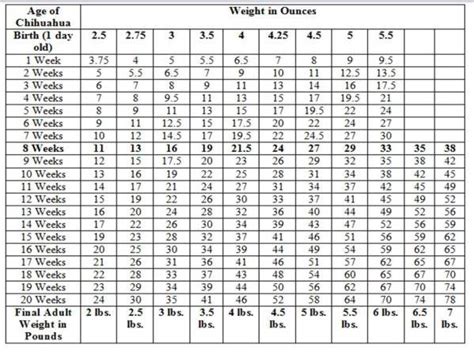 Chihuahua Dog Weight Chart