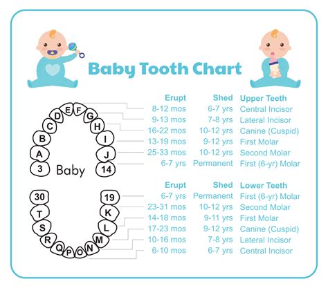 Child Tooth Chart