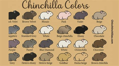 Chinchilla Color Chart