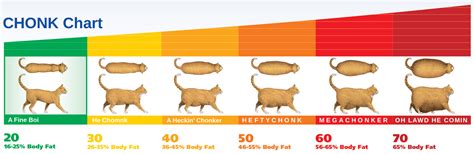 Chonky Cat Chart