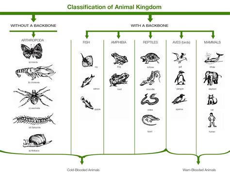 Classification Animal Kingdom Chart