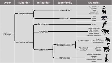 Classification Of Primates Chart