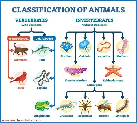 Classification Of Species Chart