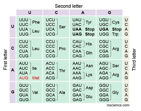 Codon Chart Amino Acids