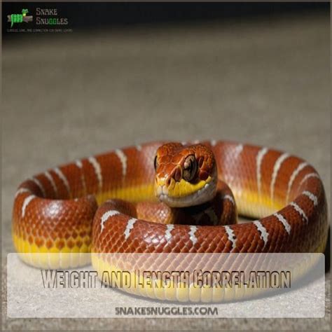 Corn Snake Length Chart