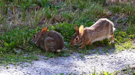 Cottontail Age Chart