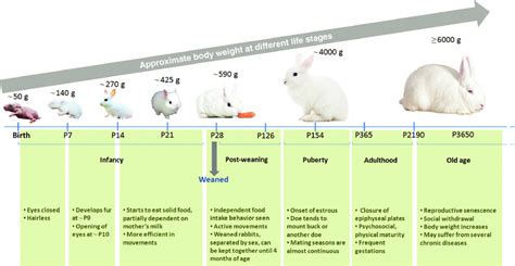 Cottontail Bunny Age Chart