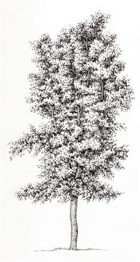 Cottonwood Tree Drawing