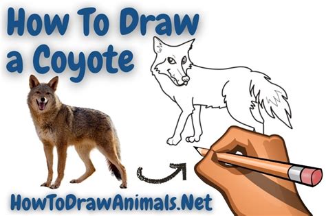Coyote Easy Drawing