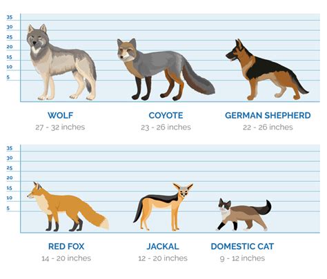 Coyote Size Chart