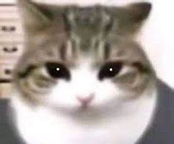 Cute Cat Meme Template