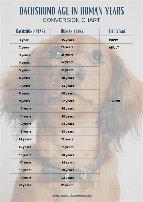 Dachshund Aging Chart