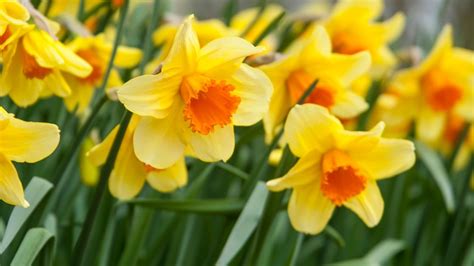 Daffodils_request A Free Fall 2012 Catalog_sitelink