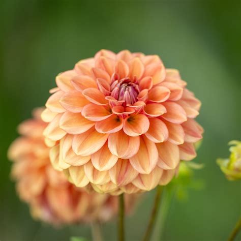 Dahlia Ice Tea: A Refreshing and Healthy Summer Drink