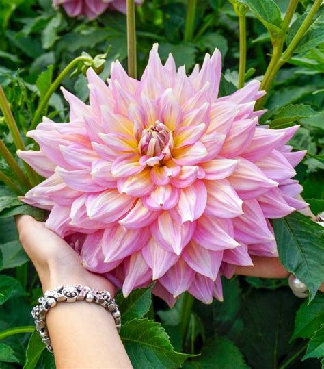 Dahlia Strawberry Ice: A Guide to This Delightful Flower