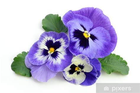 Danske violblommor: En inspirerende historie om motståndskraft och skönhet