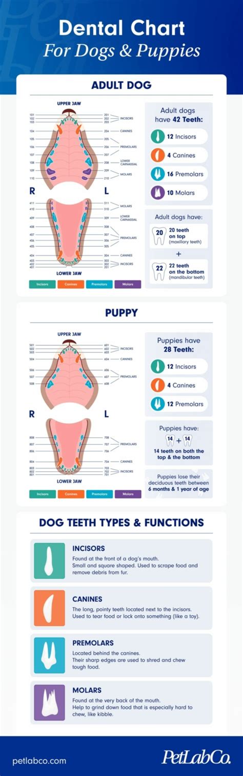 Deciduous Canine Teeth Chart