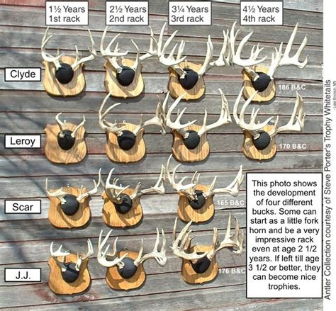 Deer Antler Size Chart